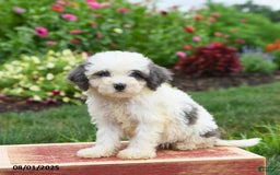 Miniature Poodle dogs for sale: Nutmeg - Image 1