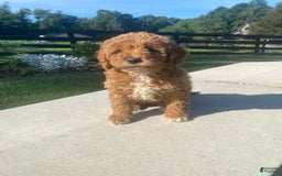 Mini Goldendoodle dogs for sale: Darla - Image 2