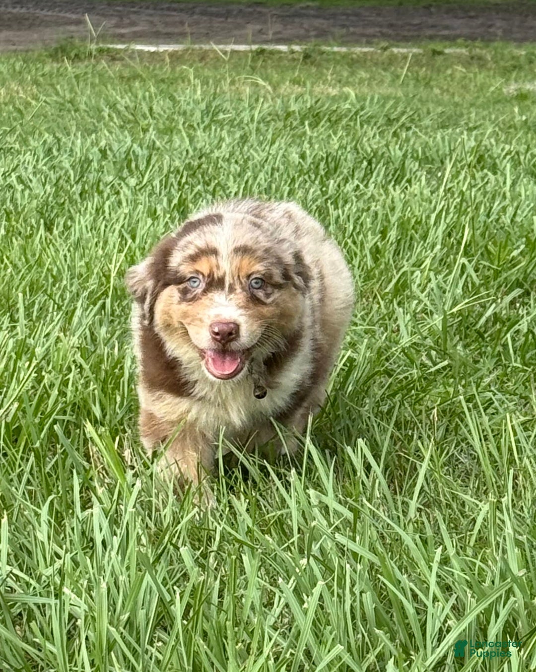 Australian Shepherd dogs for sale: L-black - Image 8