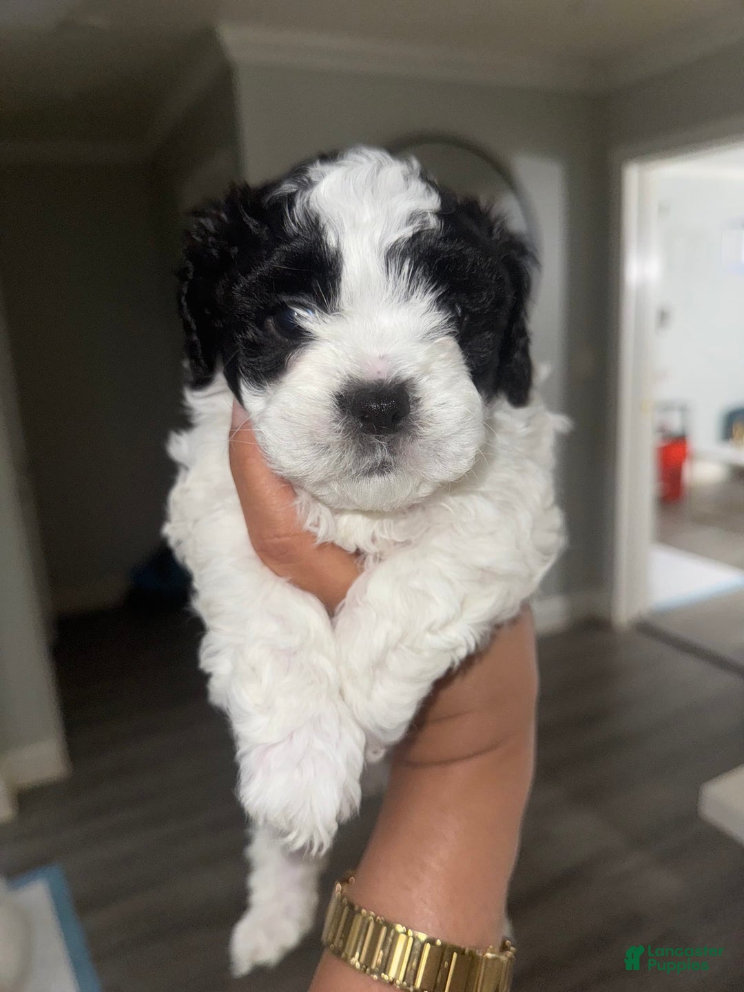 Shihpoo dogs for sale: Beamer - Image 5