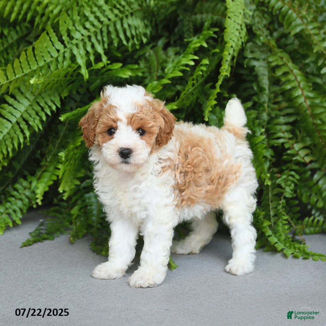 Miniature Poodle dogs for sale: Monroe - Image 5
