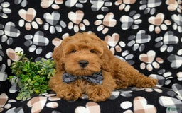 Cockapoo dogs for sale: Ferguson - Image 12