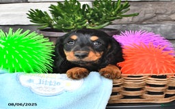 Miniature Dachshund dogs for sale: Troy - Image 2