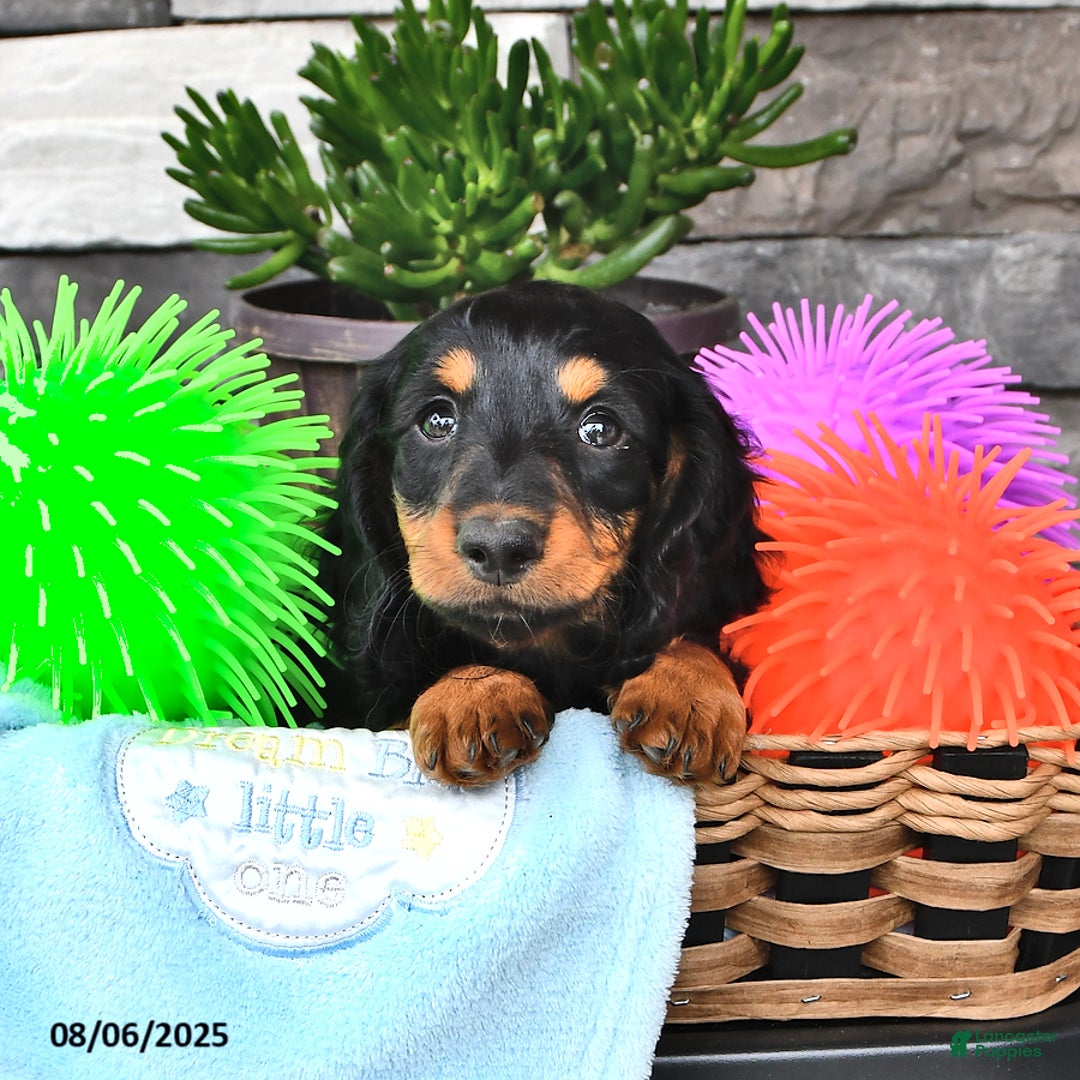 Miniature Dachshund dogs for sale: Troy - Image 2