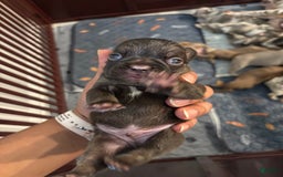 French Bulldog dogs for sale: Rummie - Image 4