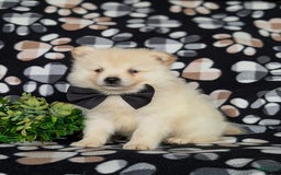 Pomeranian dogs for sale: Keifer - Image 2