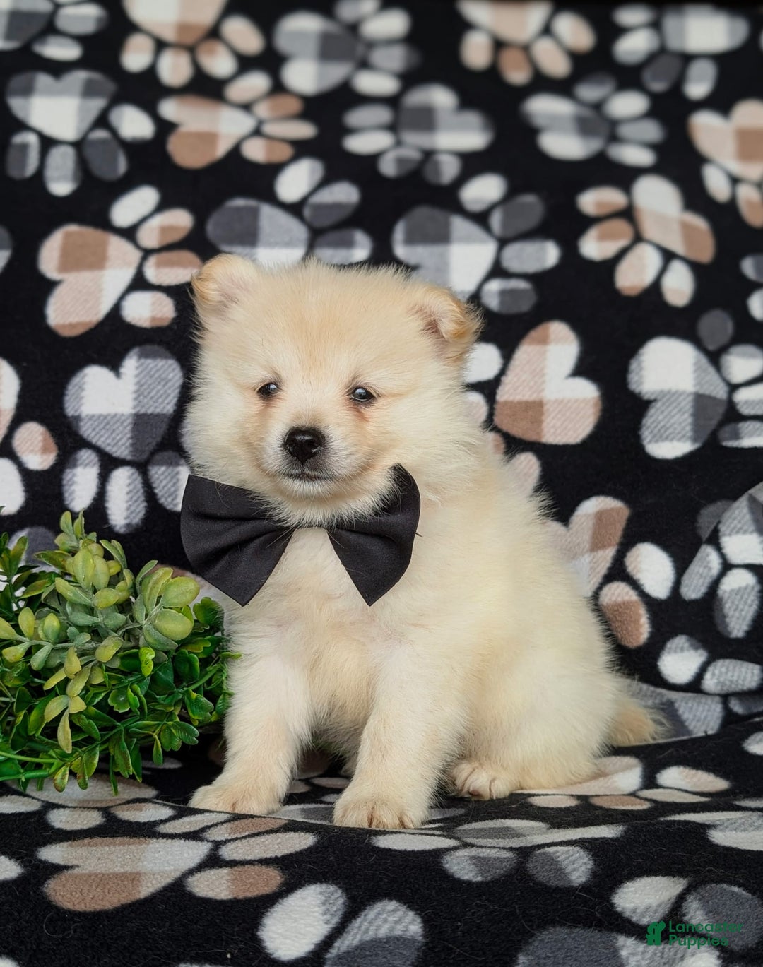 Pomeranian dogs for sale: Keifer - Image 2