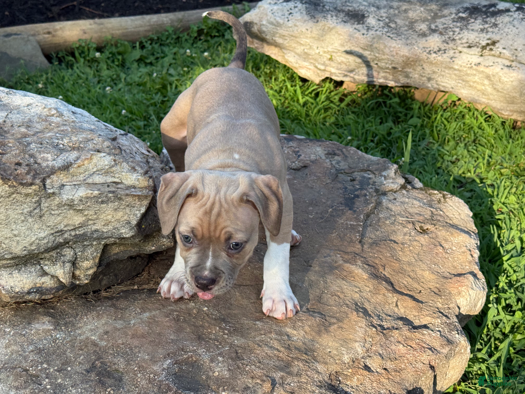 American Pit Bull Terrier dogs for sale: Russ - Image 11