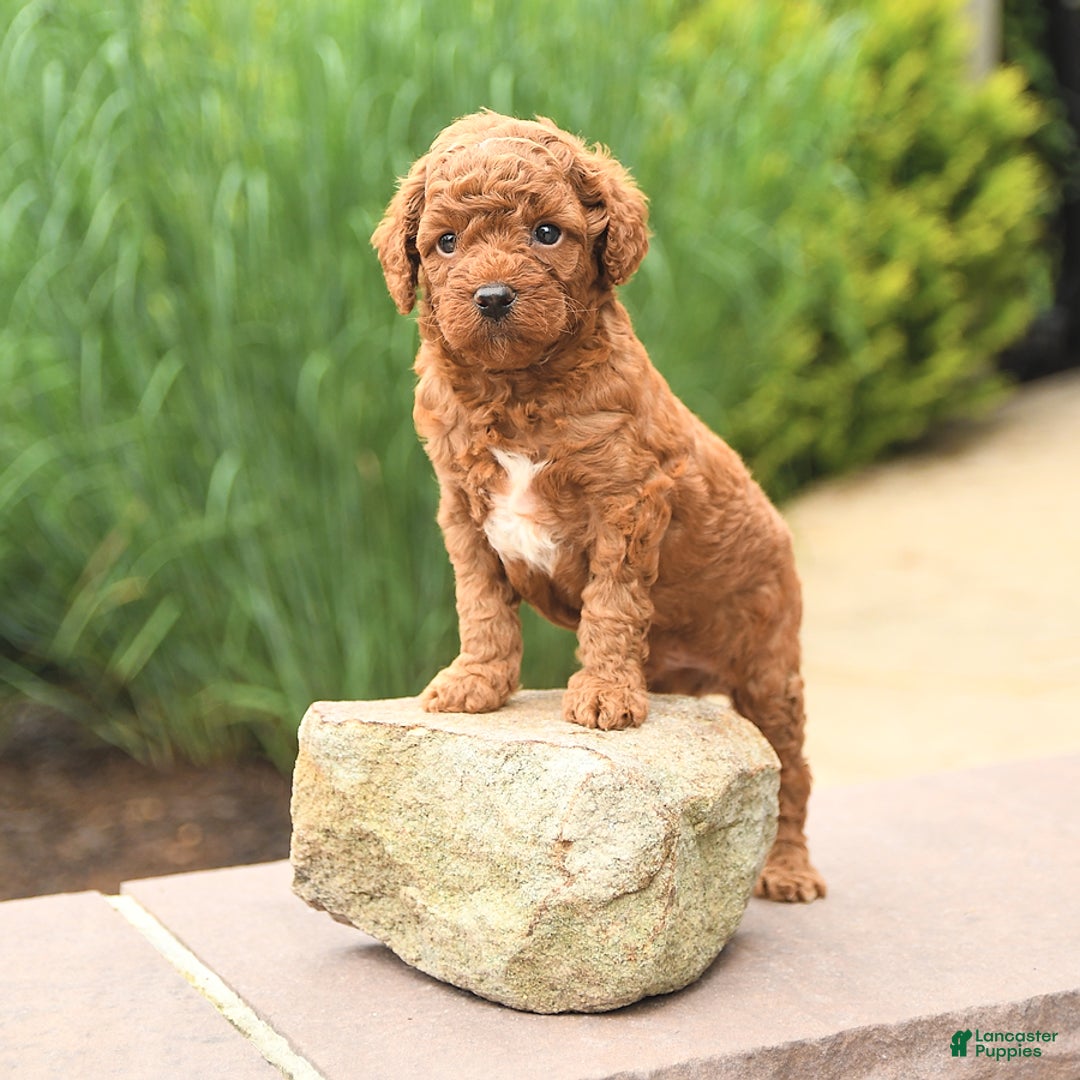 Cockapoo dogs for sale: Mickey - Image 2