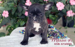 French Bulldog dogs for sale: French Bulldog 6 puppies - Image 12