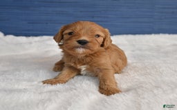 Cavapoo dogs for sale: King - Image 1