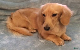 Miniature Dachshund dogs for sale: Summer - Image 10