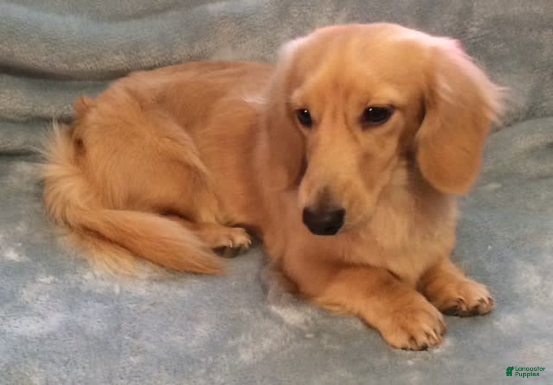 Miniature Dachshund dogs for sale: Summer - Image 10