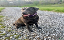 Labrador Retriever dogs for sale: Gertie - Image 7