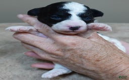 Toy Poodle dogs for sale: Zara Parti Girl - Image 4