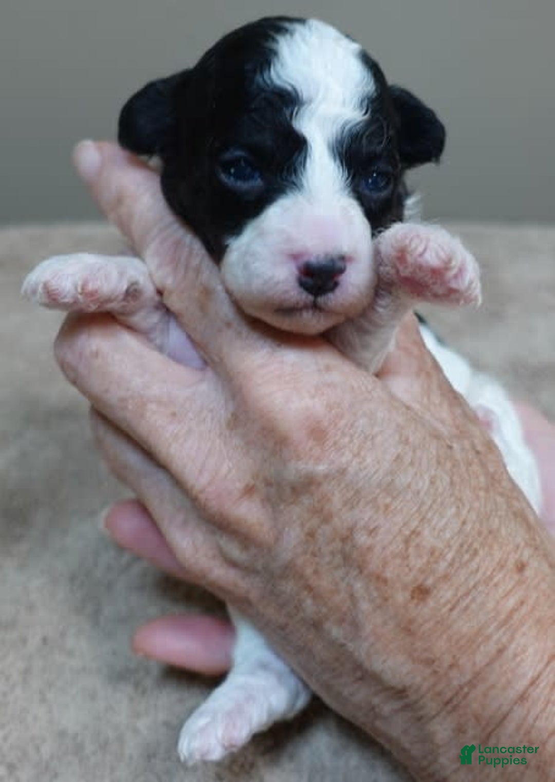 Toy Poodle dogs for sale: Zara Parti Girl - Image 4