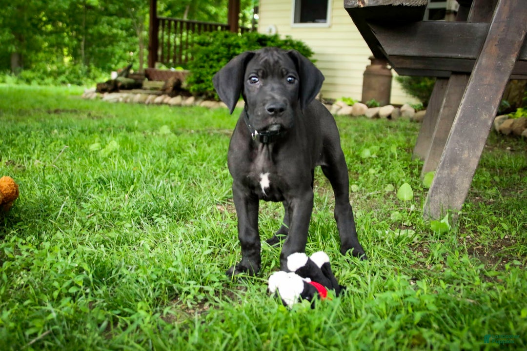 Great Dane dogs for sale: Selene - Image 19