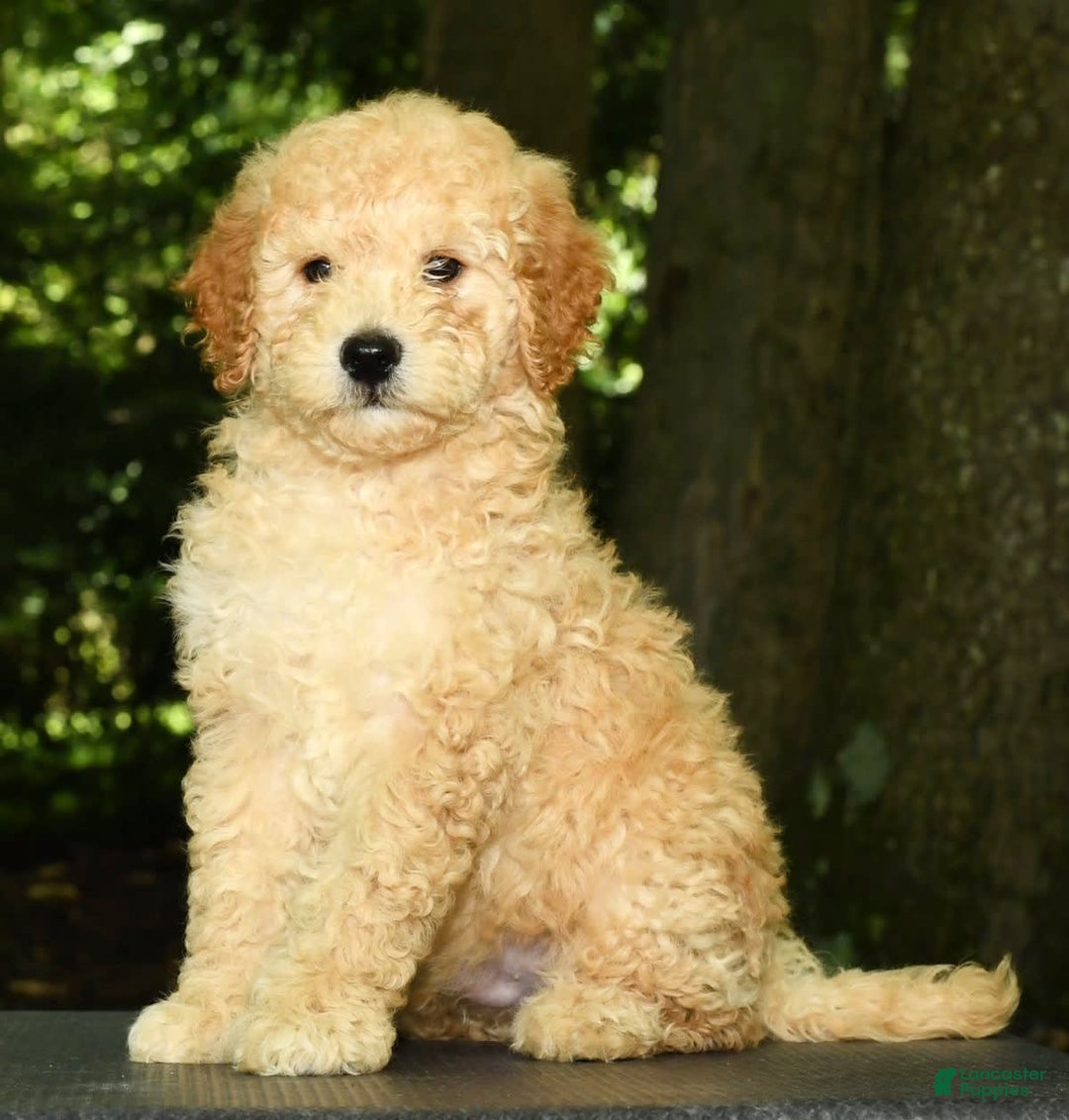 Mini Goldendoodle dogs for sale: Lincoln - Image 9