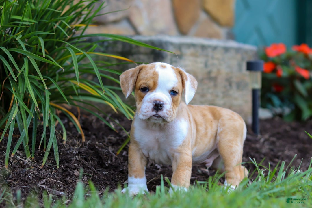 Beabull dogs for sale: Dewey - Image 6