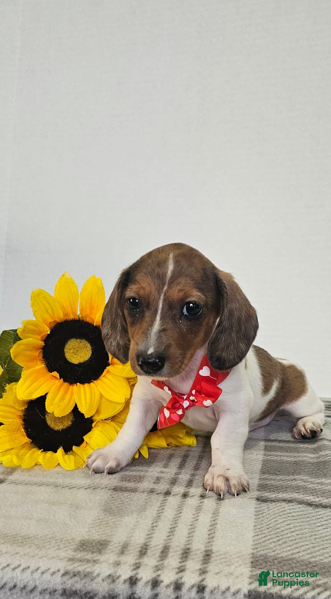 Dachshund dogs for sale: Slinky - Image 16