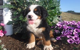 Bernese Mountain Dog dogs for sale: Donald - Image 4