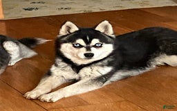 Alaskan Klee Kai dogs for sale: Blue Yukan - Image 8