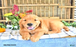 Golden Retriever dogs for sale: Kyle - Image 2