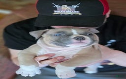 American Bully dogs for sale: National Champion Jack - Image 32