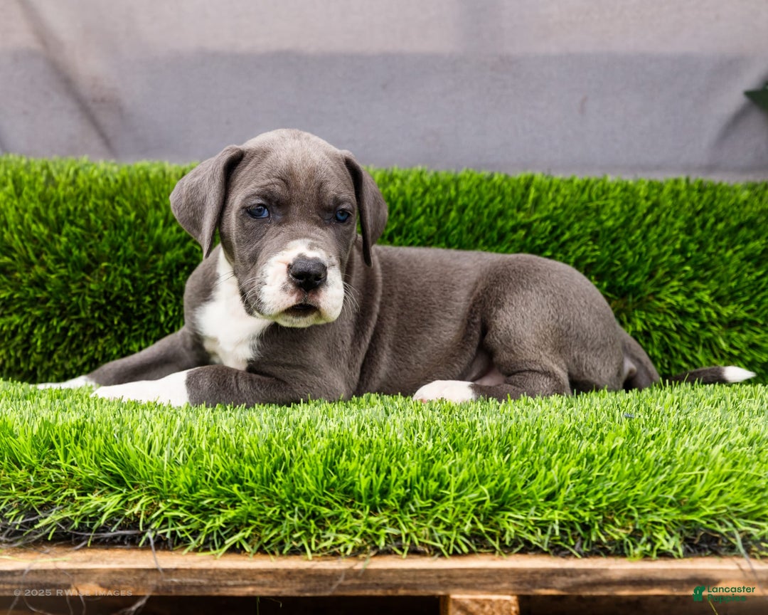 Great Dane dogs for sale: Karen - Image 25