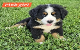 Bernese Mountain Dog dogs for sale: Pink - Image 1