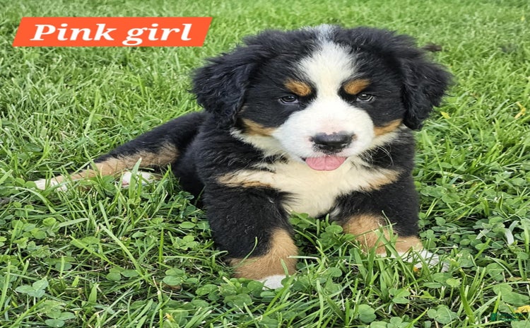 Bernese Mountain Dog dogs for sale - Ad 1