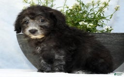 Havapoo dogs for sale: Moose - Image 3