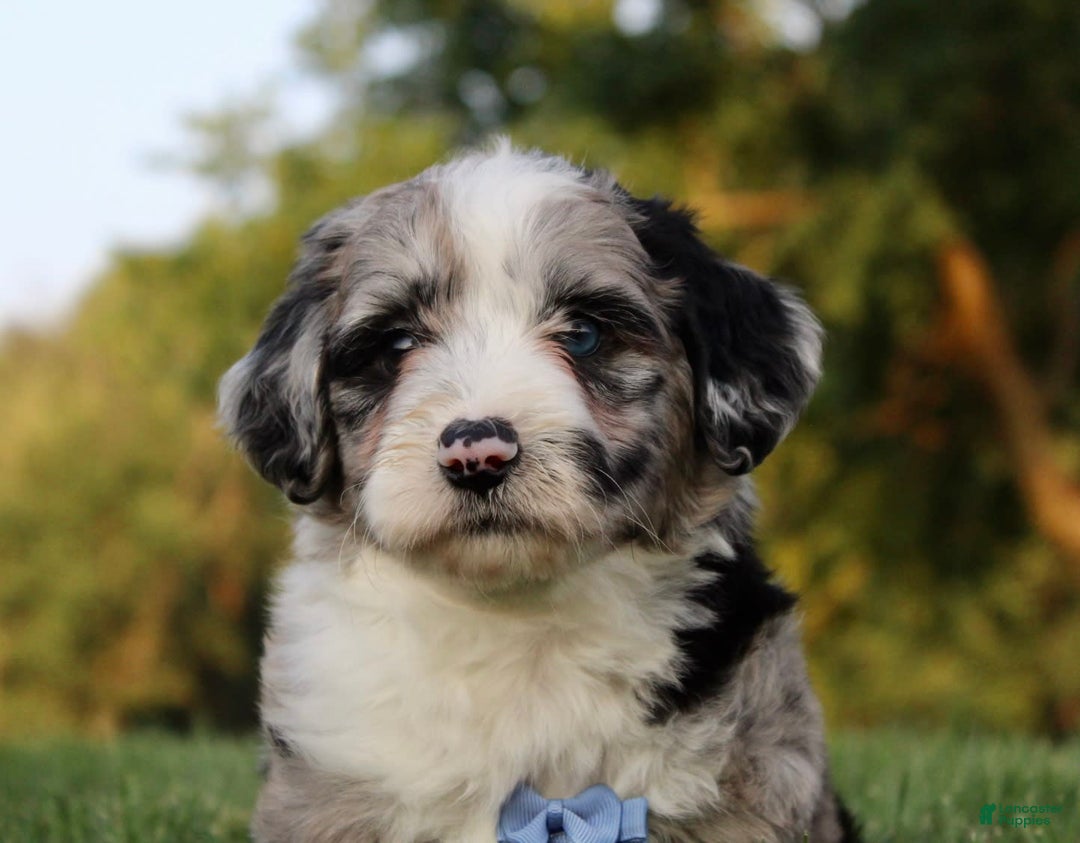 Mini Aussiedoodle dogs for sale: Wyatt - Image 2