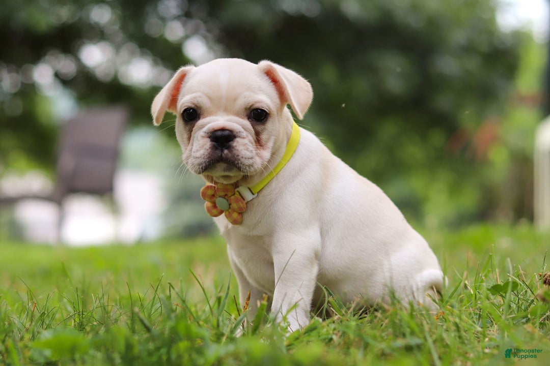 French Bulldog dogs for sale: French Bulldog 5 puppies - Image 4
