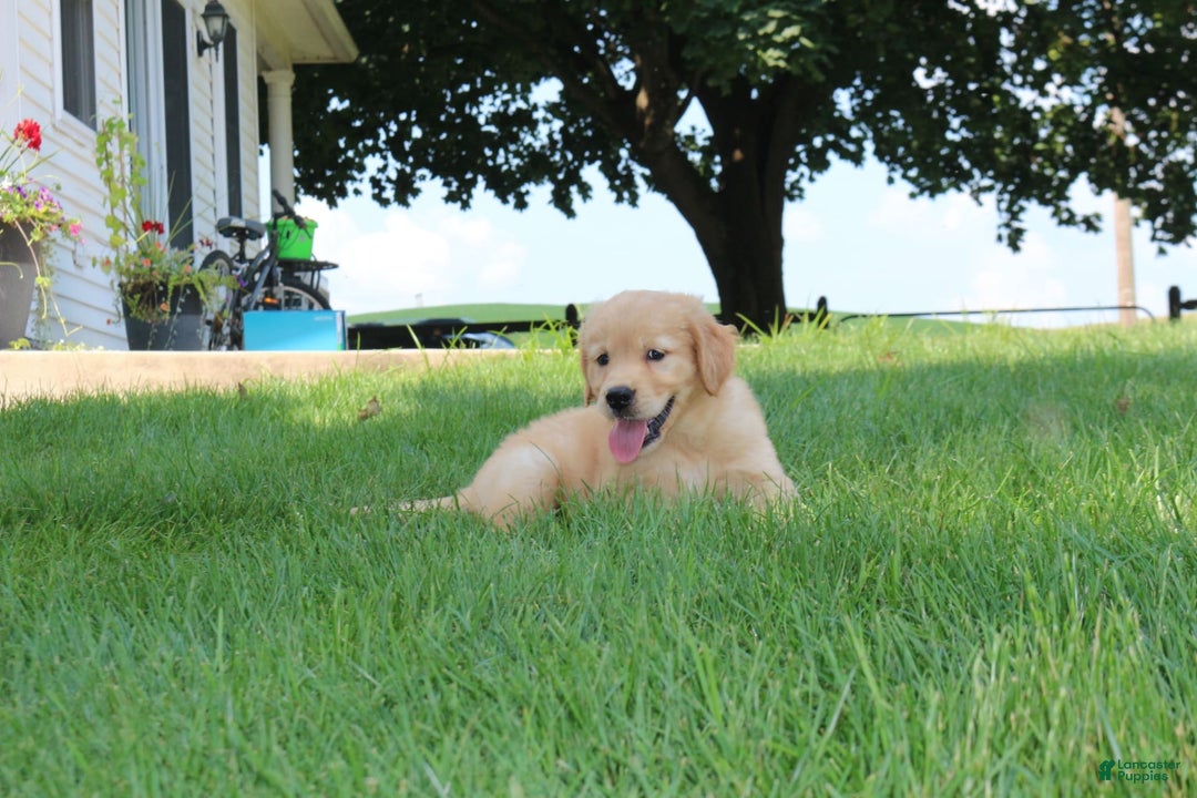 Golden Retriever dogs for sale: Rosie - Image 2