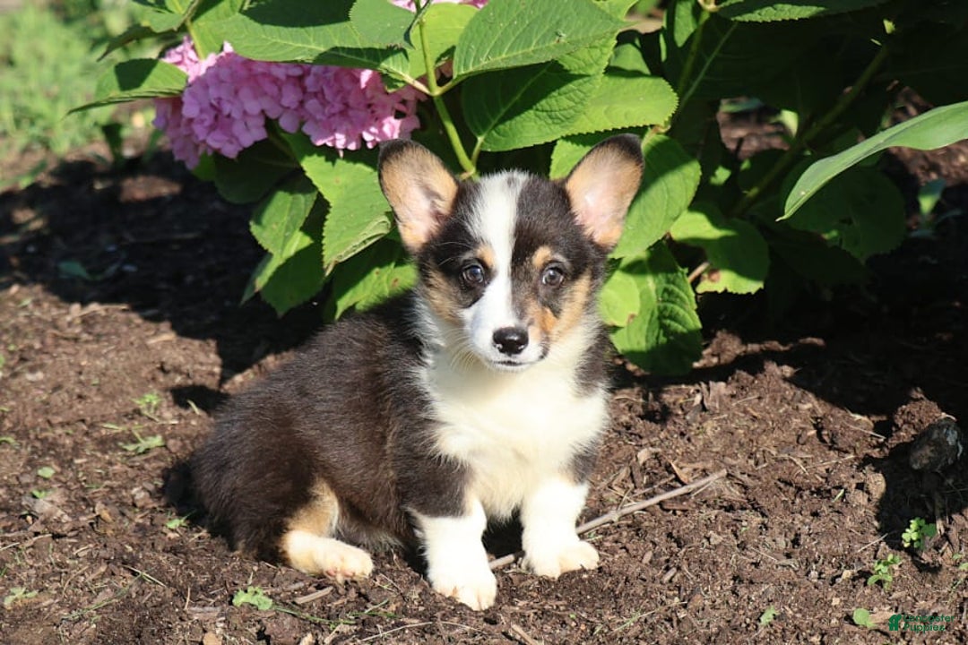Welsh Corgi Pembroke dogs for sale: Conway - Image 4