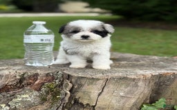 Maltipoo dogs for sale: Maribel - Image 8