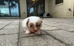  dogs for sale: Sailor - Image 4