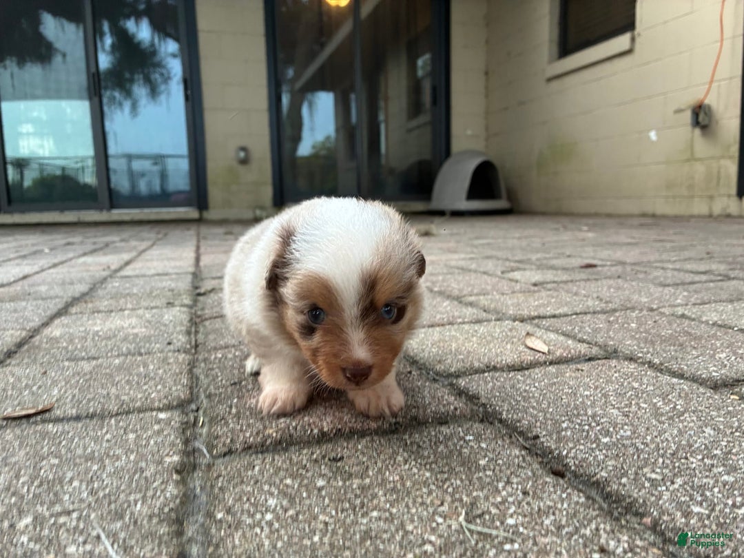  dogs for sale: Sailor - Image 4
