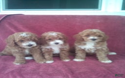 Mini Goldendoodle dogs for sale: Elisa - Image 2