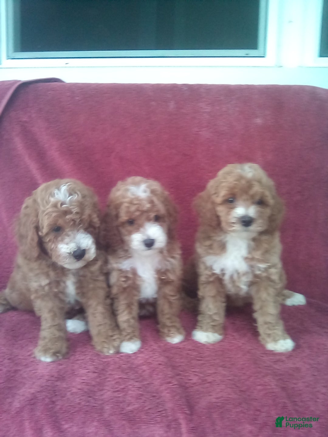 Mini Goldendoodle dogs for sale: Elisa - Image 2