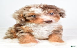 Mini Bernedoodle dogs for sale: Wally - Image 5