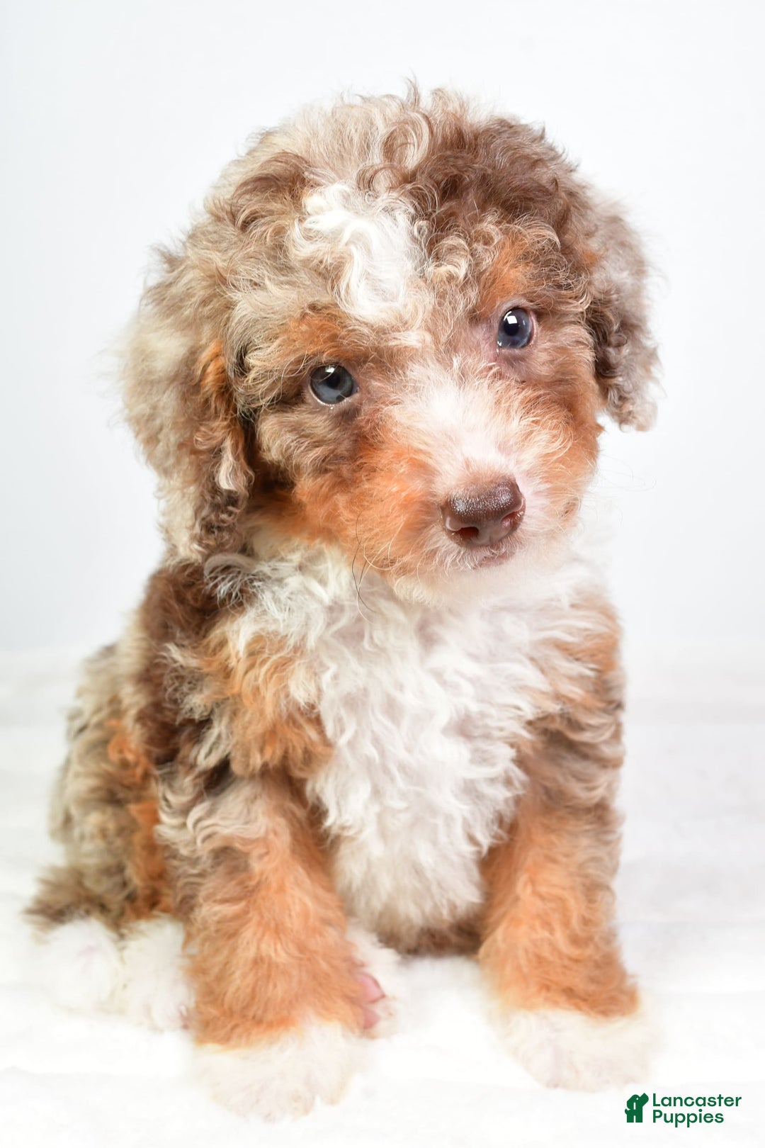 Mini Bernedoodle dogs for sale: Wally - Image 5