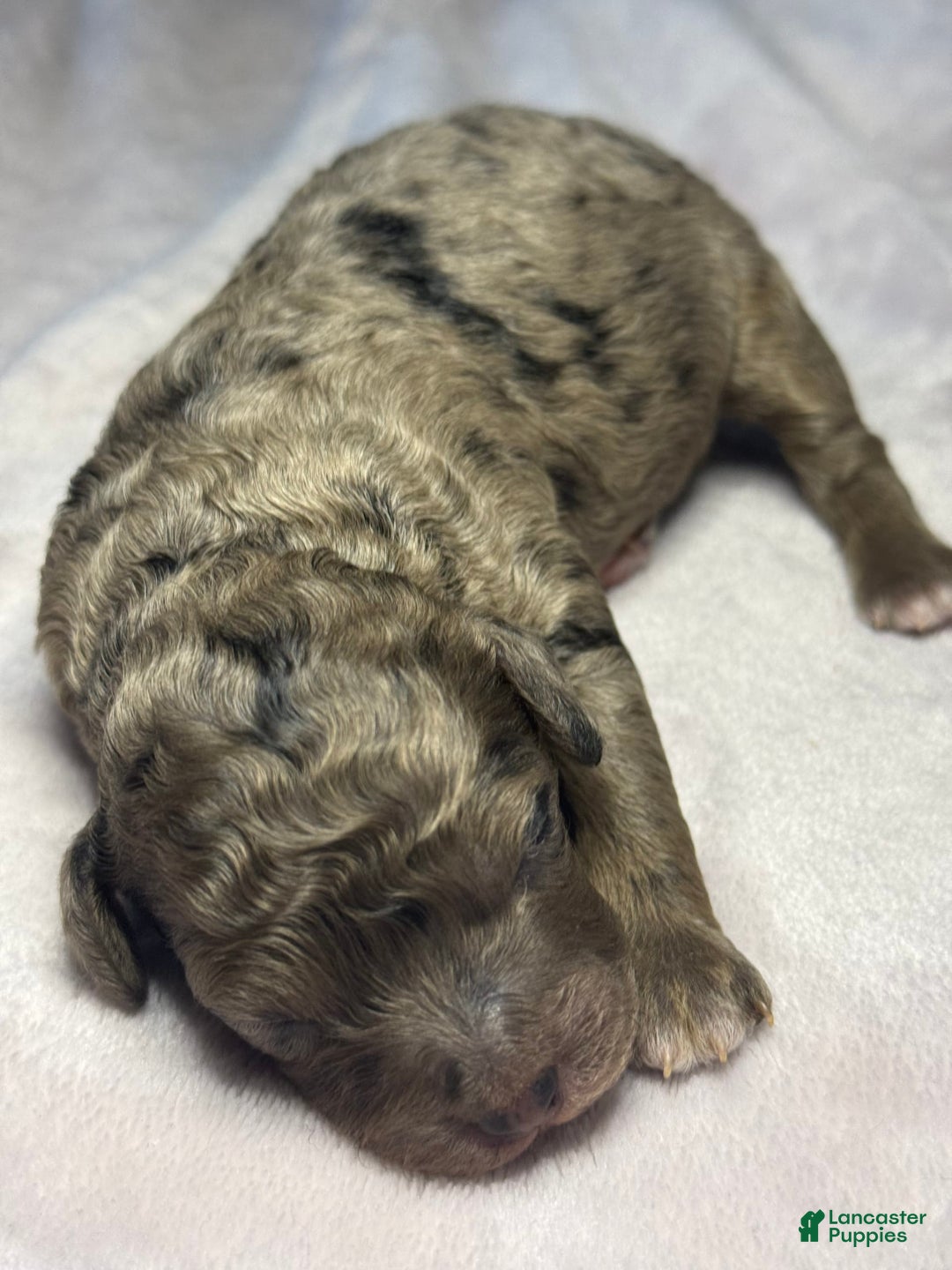 Miniature Poodle dogs for sale: Raya - Image 1