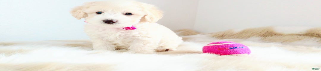 Princess