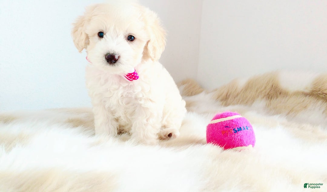 Maltipoo dogs for sale: Princess - Image 8