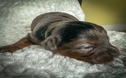 Cavapoo dogs for sale: Pumba - Image 12