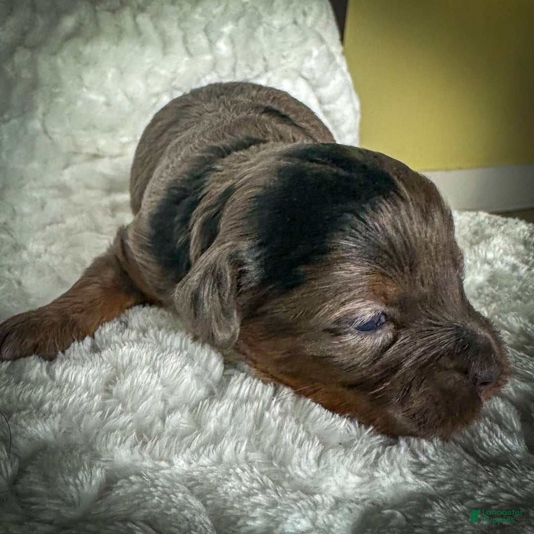Cavapoo dogs for sale: Pumba - Image 12