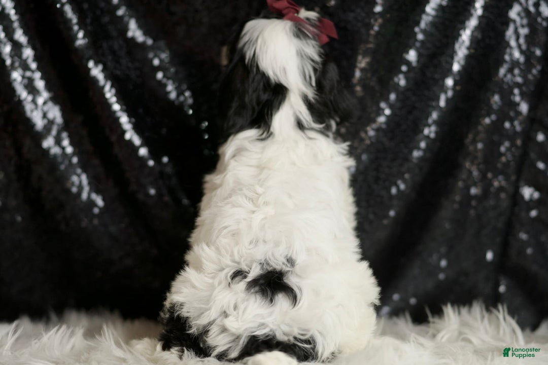 Cavapoo dogs for sale: Crasher - Image 1