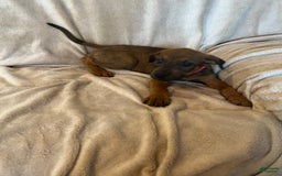 German Shepherd dogs for sale: Brownie - Image 1